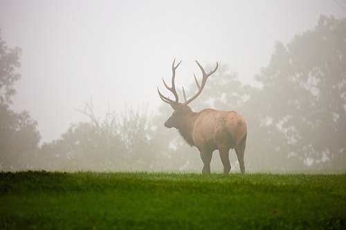 wildlife brown moose standing on green grass field mammal