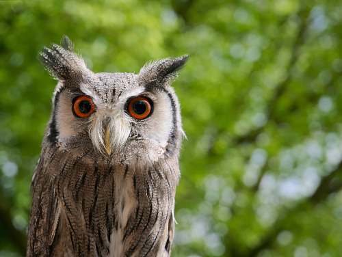 bird brown owl in shallow focus shot owl