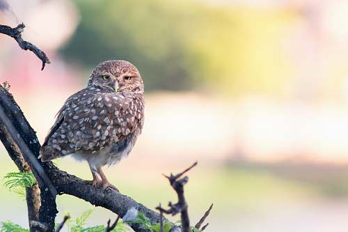 bird brown owl on tree branch owl