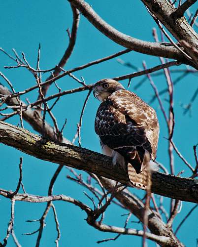 bird brown owl perching on tree accipiter