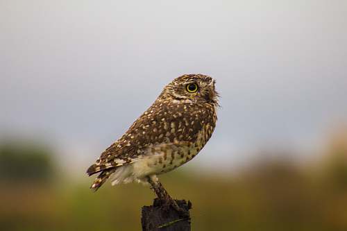 bird brown owl standing on pole argentina