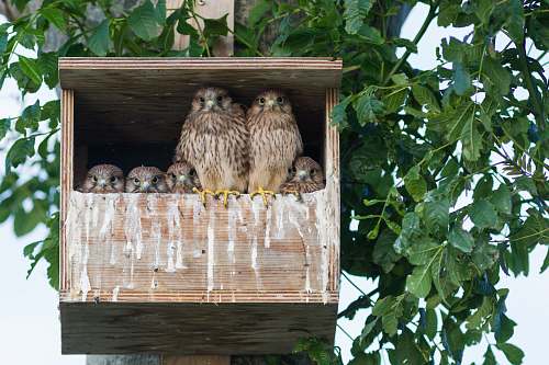 bird brown own in birdhouse during daytime fowl