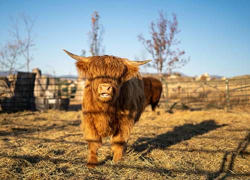 cow brown ox standing on ground covered with hay cattle