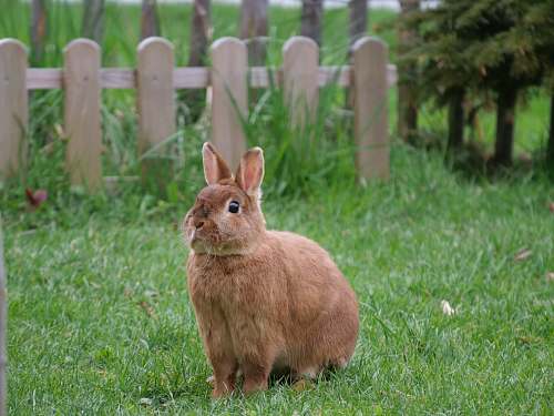 mammal brown rabbit at the garden kangaroo
