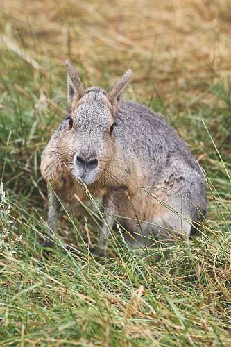 mammal brown rabbit on grass kangaroo