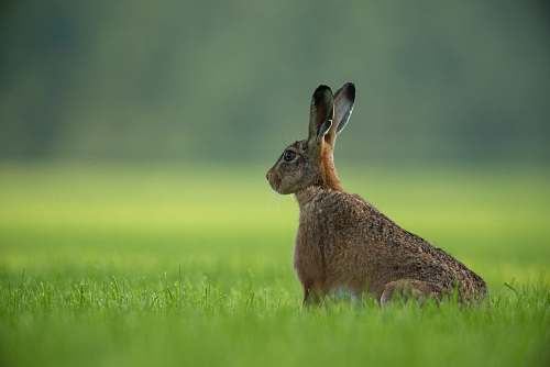 hare brown rabbit standing on green grass field rodent