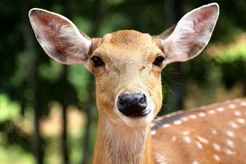 wildlife brown reindeer deer