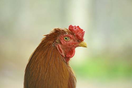 bird brown rooster chicken