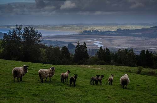 mammal brown sheeps on green grass sheep