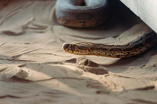 reptile brown snake crawling in the sand snake
