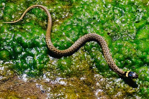 reptile brown snake on green moth snake
