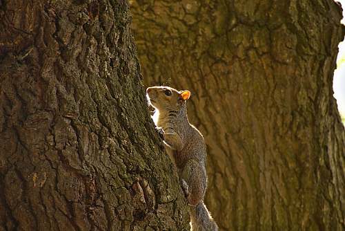 kangaroo brown squirrel on tree log wallaby