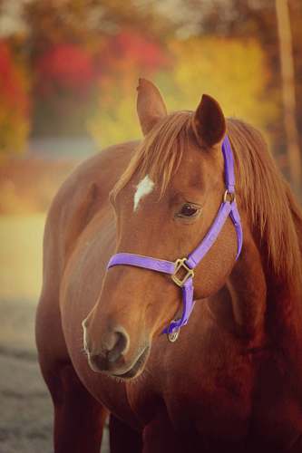mammal brown stallion horse colt horse