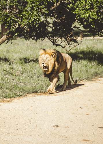 lion brown tiger beside green grass field wildlife