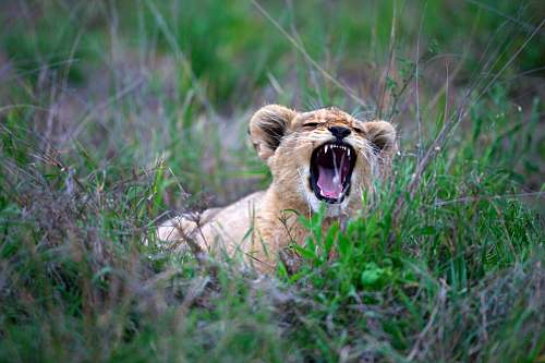 wildlife brown tiger cub on green field lion