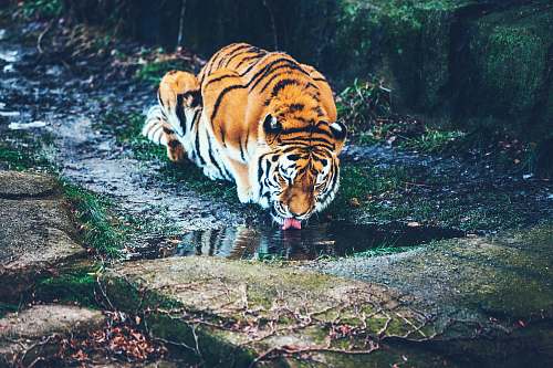 tiger brown tiger drinking water wildlife
