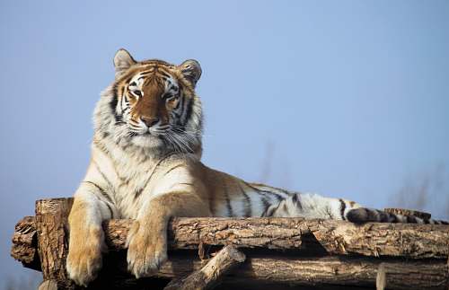 mammal brown tiger lying on brown surface tiger