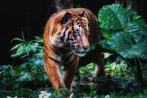 wildlife brown tiger near plants tiger