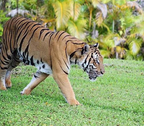 wildlife brown tiger near trees tiger