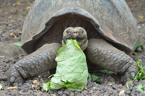 reptile brown tortoise eats green leaf sea life