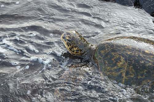 reptile brown tortoise on water sea life