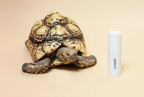 reptile brown tortoise turtle