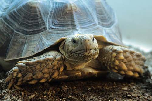 reptile brown turtle close up photo turtle