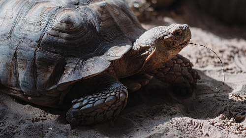 reptile brown turtle on ground during daytime sea life