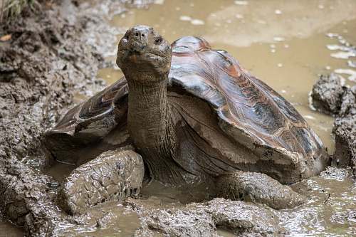 reptile brown turtle on mud sea life