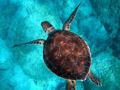 turtle brown turtle swimming in ocean sea