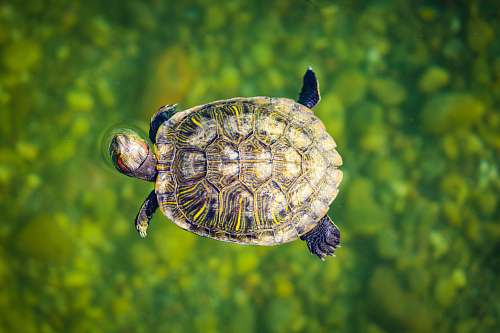 turtle brown turtle sea life