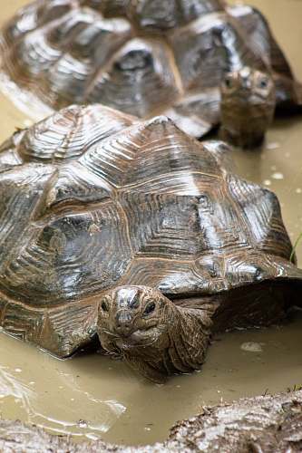 reptile brown turtles on puddle sea life