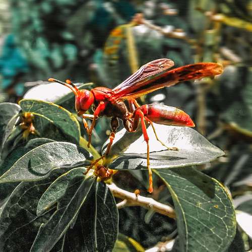insect brown wasp andrena