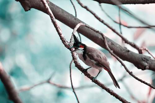 bird brown, white and black bird perched on leafless tree branch finch