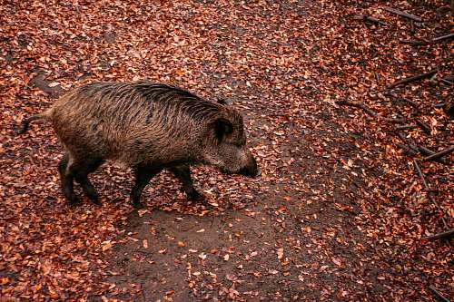 mammal brown wild boar pig