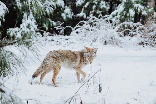 canine brown wolf walking on snow coyote