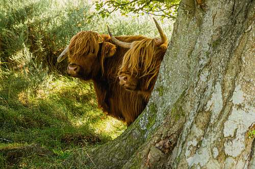 cattle brown yak hiding on green tree cow