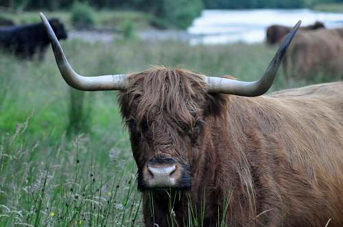 bull brown yak on grass mammal