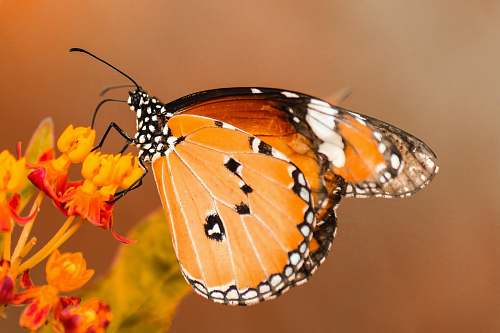 butterfly butterfly perching on orange flower insect