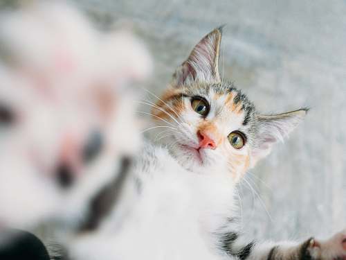 pet calico cat cat