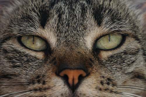 cat cat's face pet