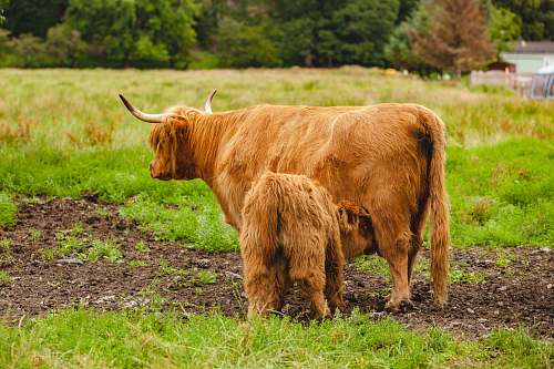 cattle cattle and calf cow