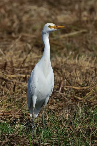 bird cattle egret bird waterfowl