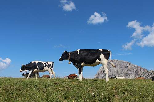 cow cattle in green field under blue and white skies during daytime cattle