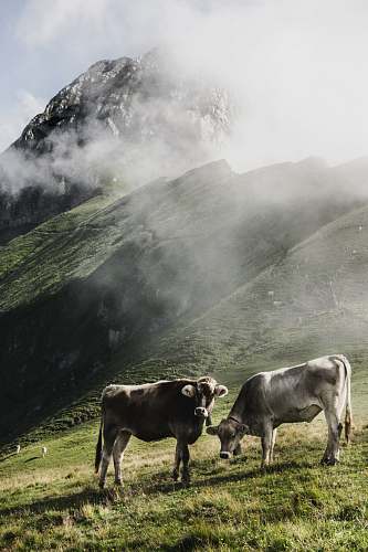 cattle cattle in green field viewing moutain cow