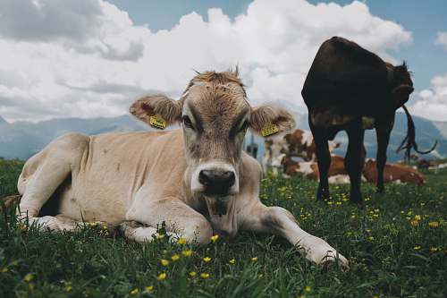 cow cattle lying on grass mammal