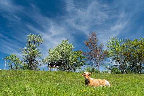 cattle cattle sitting on grass field cow