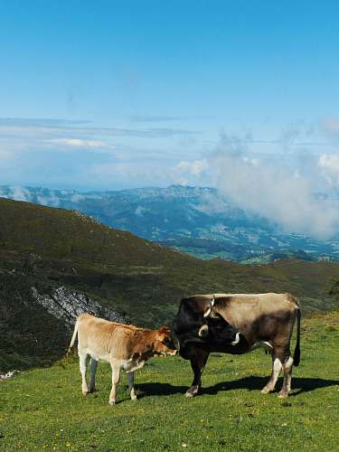 cattle cattle with cub cow