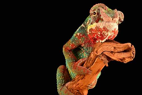 lizard chameleon on brown driftwood reptile