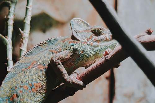lizard Chameleon on the branch reptile